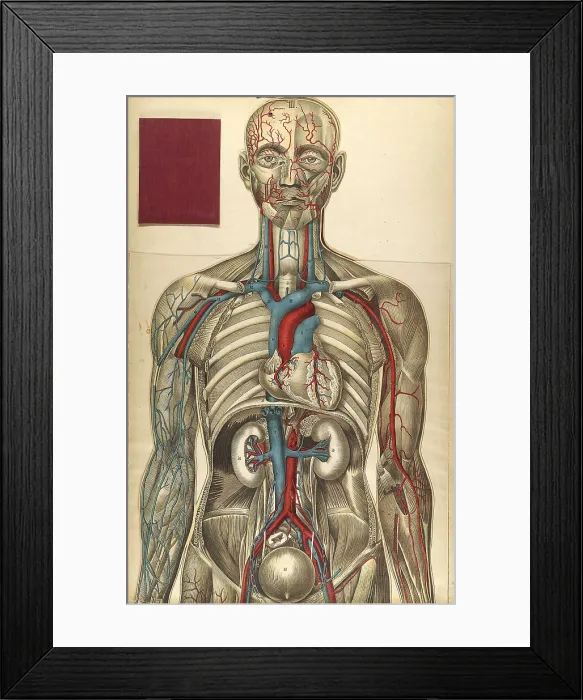 Framed Print : Julien Bougle, Le corps humain, 1899 Framed Print : Julien Bougle, Le corps humain, 1899