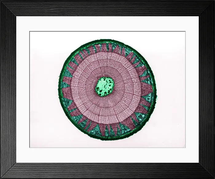 Framed Print : Tilia Stem, light micrograph Framed Print : Tilia Stem, light micrograph