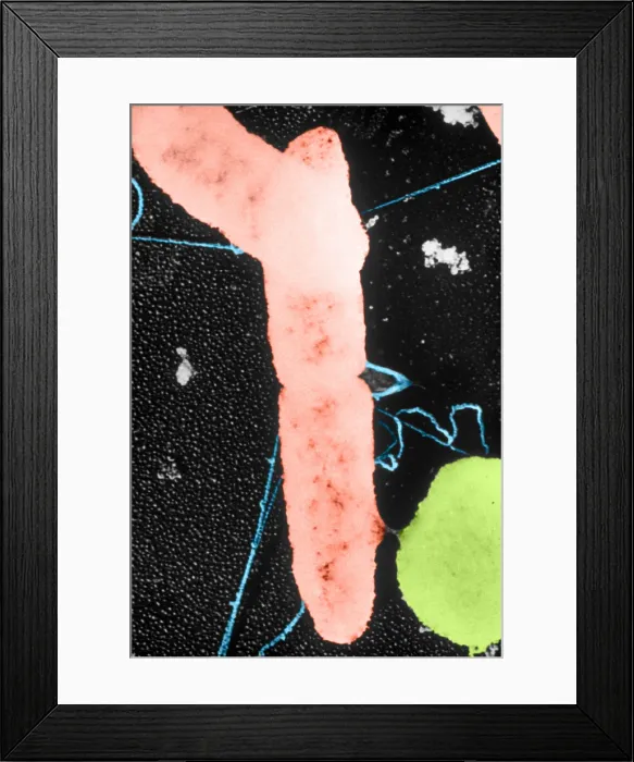 Framed Print : Bacterial Conjugation, TEM Framed Print : Bacterial Conjugation, TEM