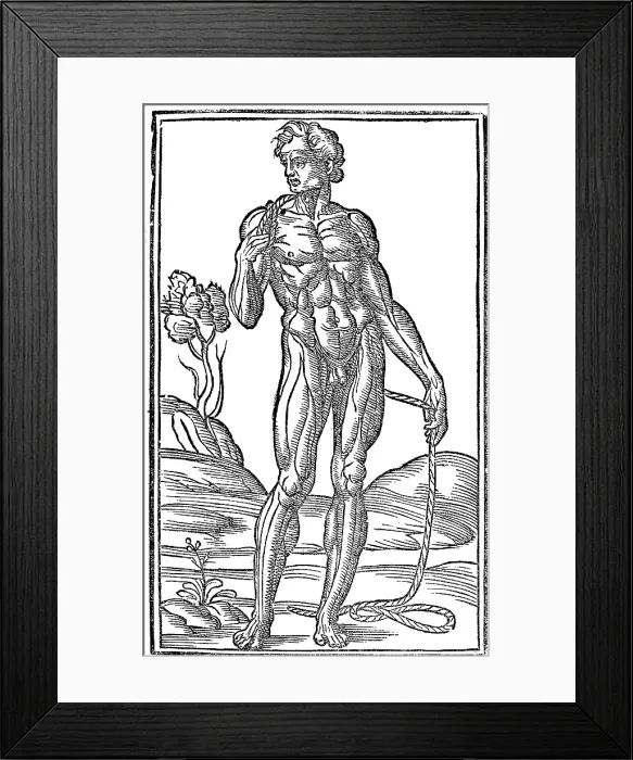 Framed Print : Jacopo Berengario da Carpi, Anatomy Framed Print : Jacopo Berengario da Carpi, Anatomy