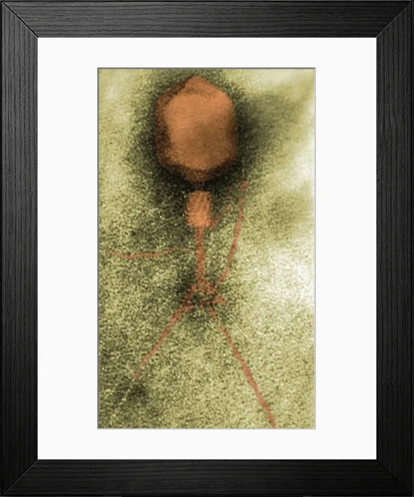 Framed Print : Enterobacteria Phage T4, Capsid and Tail, TEM Framed Print : Enterobacteria Phage T4, Capsid and Tail, TEM