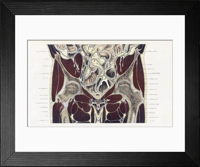 Framed Print : Topographisch-anatomischer, Braune, 1872