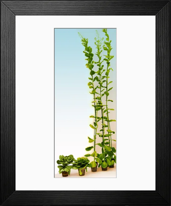 Framed Print : Effect of Gibberellic Acid on Cabbage Framed Print : Effect of Gibberellic Acid on Cabbage
