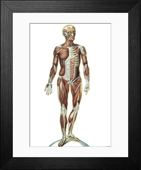 Framed Print : Anatomie du Corps Humain, Laskowski, 1894 Framed Print : Anatomie du Corps Humain, Laskowski, 1894