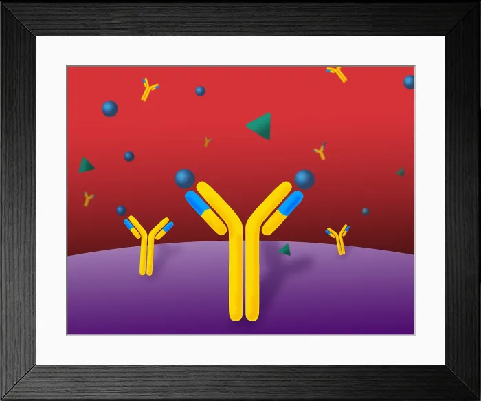 Framed Print : Monoclonal antibodies Framed Print : Monoclonal antibodies