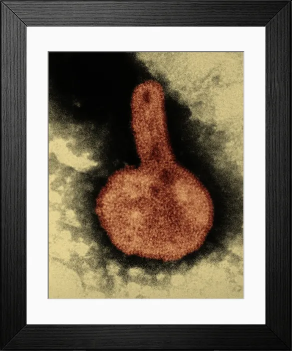 Framed Print : H3N2, Hong Kong Flu Virus, TEM Framed Print : H3N2, Hong Kong Flu Virus, TEM