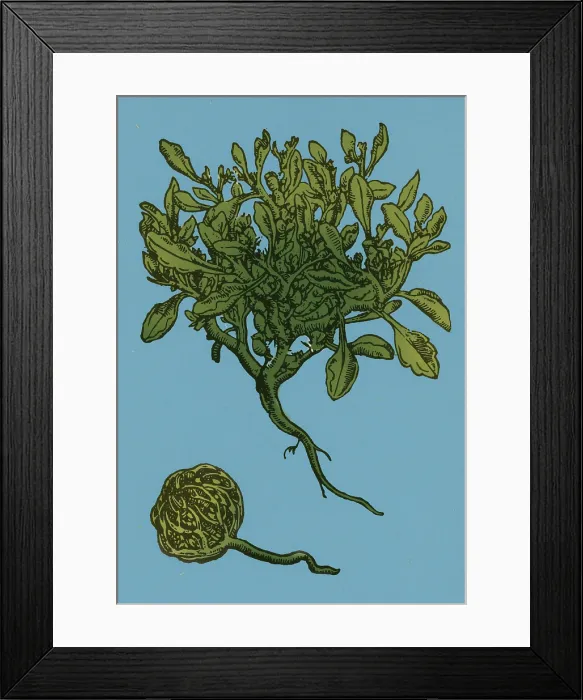 Framed Print : Anastatica Hierochuntica, Resurrection Plant Framed Print : Anastatica Hierochuntica, Resurrection Plant