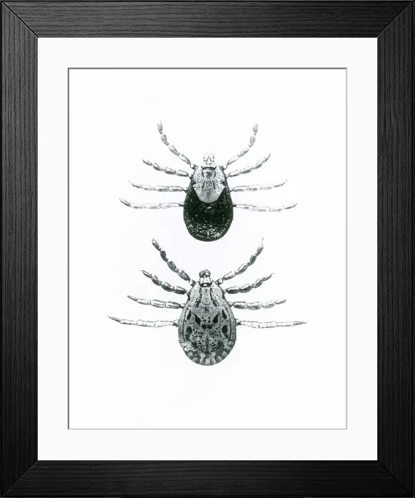 Framed Print : Rocky Mountain Spotted Fever Ticks Framed Print : Rocky Mountain Spotted Fever Ticks