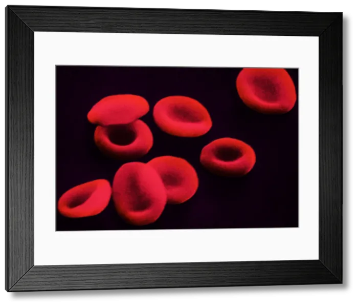 Framed Print : Red Blood Cells, under a microscope (SEM) Framed Print : Red Blood Cells, under a microscope (SEM)