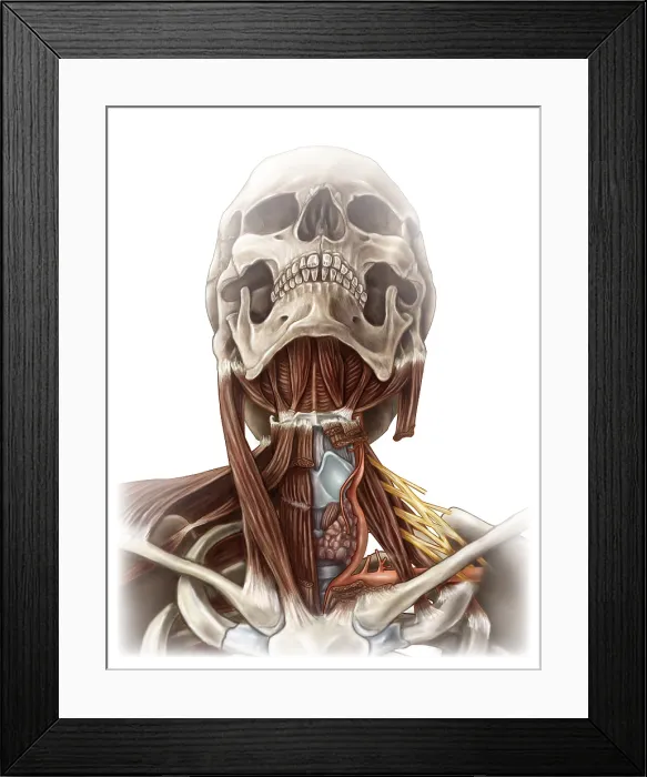 Framed Print : Anatomy of the Neck Framed Print : Anatomy of the Neck