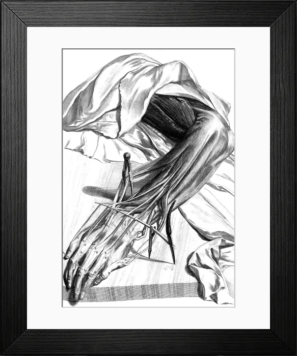 Framed Print : Anatomia humani corporis, Table 70, 1690 Framed Print : Anatomia humani corporis, Table 70, 1690