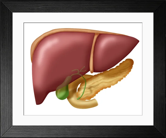 Framed Print : Liver, Gallbladder, Duodenum & Pancreas, medical anatomy illustration