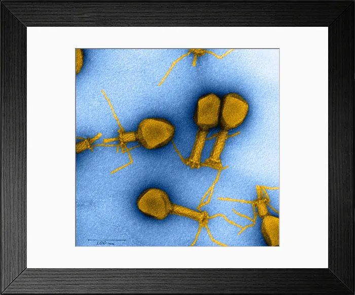 Framed Print : Enterobacteria Phage T4, TEM