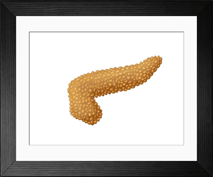 Framed Print : Pancreas. Illustration of a human pancreas