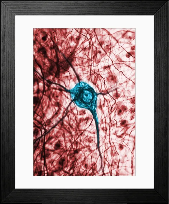 Framed Print : Neuron, or nerve cell, microscopic photo, TEM, blue and red