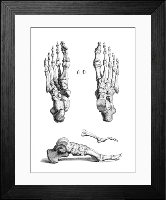 Framed Print : William Cheselden, 'Osteographia', 1733 Framed Print : William Cheselden, 'Osteographia', 1733