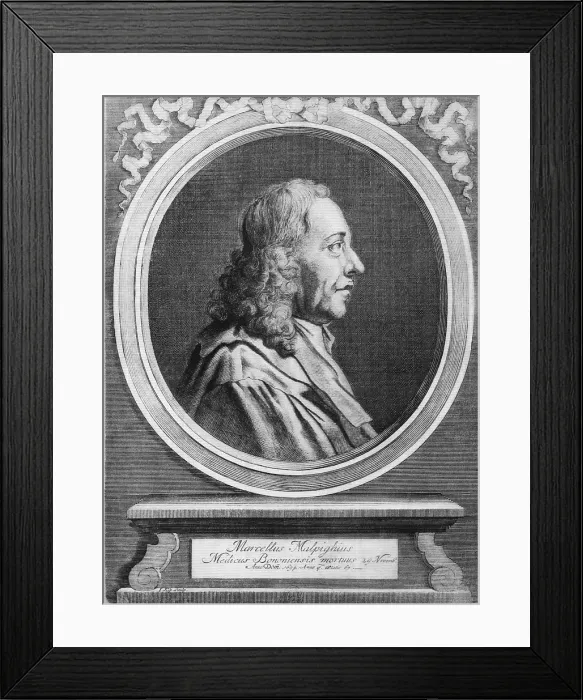 Framed Print : Marcello Malpighi, Italian Biologist and Inventor Framed Print : Marcello Malpighi, Italian Biologist and Inventor