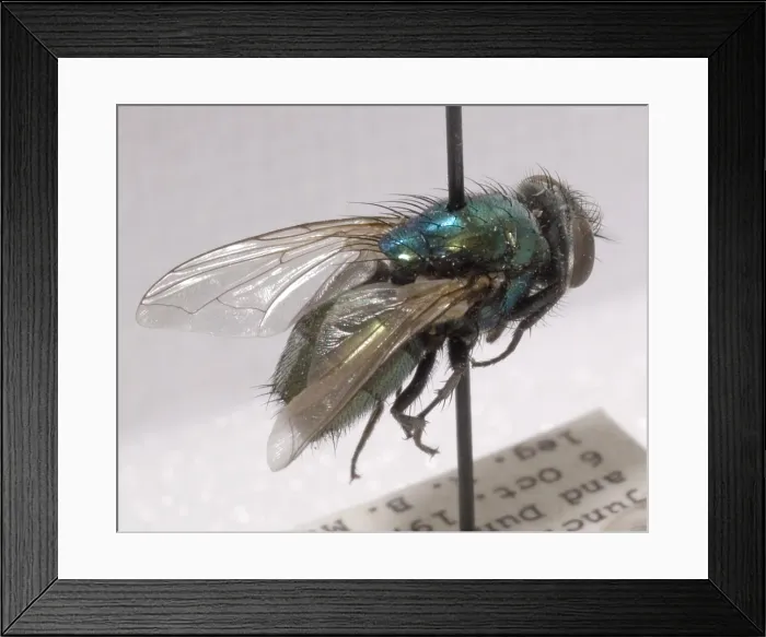Framed Print : Forensic Helpers, Green Blow Fly Framed Print : Forensic Helpers, Green Blow Fly