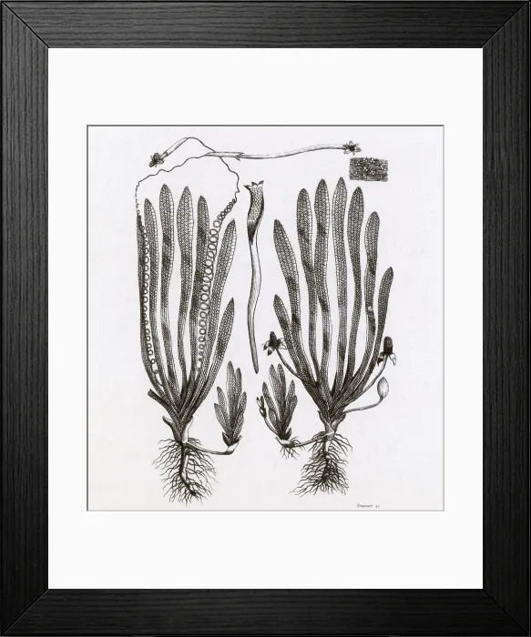 Framed Print : Page from Darwin's Botanic Garden Framed Print : Page from Darwin's Botanic Garden