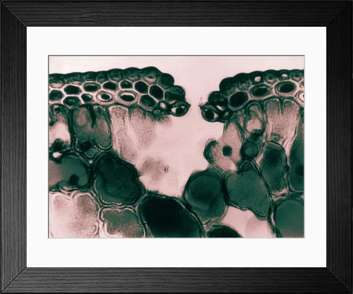 Framed Print : Pine Leaf Cuticle and Epidermal Cells, light micrograph Framed Print : Pine Leaf Cuticle and Epidermal Cells, light micrograph