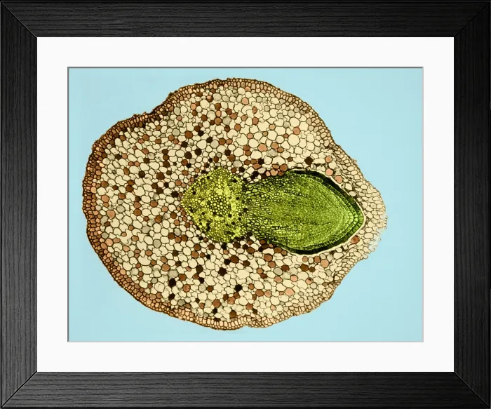 Framed Print : Willow Root Branch (2 of 3) under a microscope Framed Print : Willow Root Branch (2 of 3) under a microscope