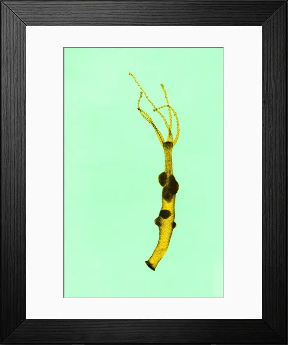 Framed Print : Hydra, light micrograph Framed Print : Hydra, light micrograph