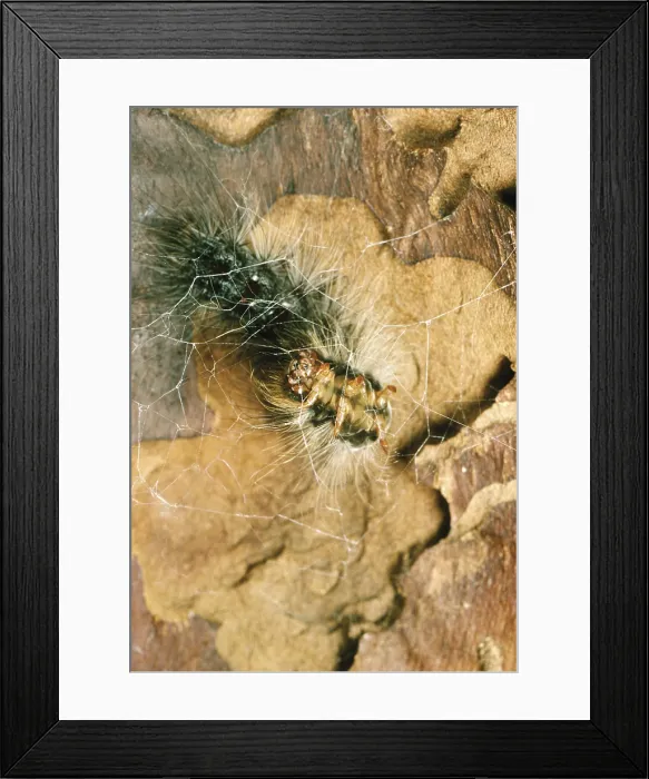 Framed Print : Gypsy Moth caterpillar spins cocoon
