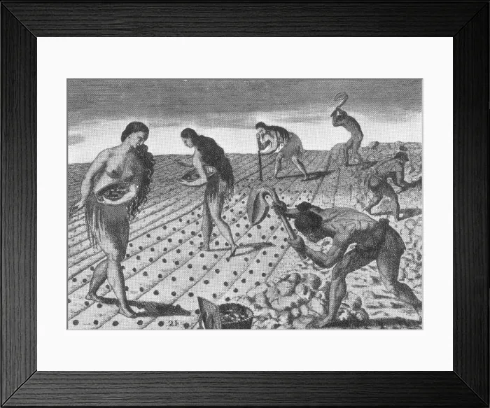Framed Print : Native American Indian Agriculture, 16th Century Framed Print : Native American Indian Agriculture, 16th Century