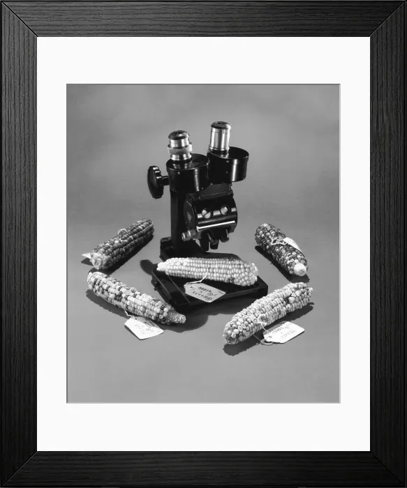 Framed Print : Barbara McClintock's Microscope with Corn Framed Print : Barbara McClintock's Microscope with Corn