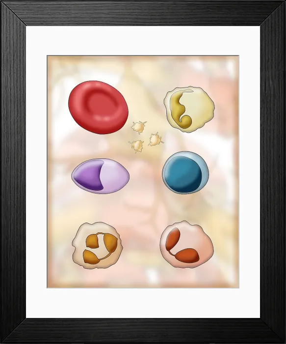 Framed Print : Blood Cell Types, Illustration
