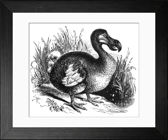 Framed Print : Dodo. The Dodo is an extinct flightless bird Framed Print : Dodo. The Dodo is an extinct flightless bird