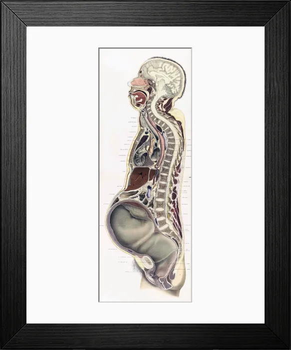 Framed Print : Topographisch-anatomischer, Braune, 1872 Framed Print : Topographisch-anatomischer, Braune, 1872