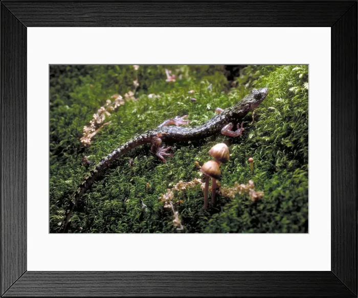 Framed Print : Green Salamander Framed Print : Green Salamander