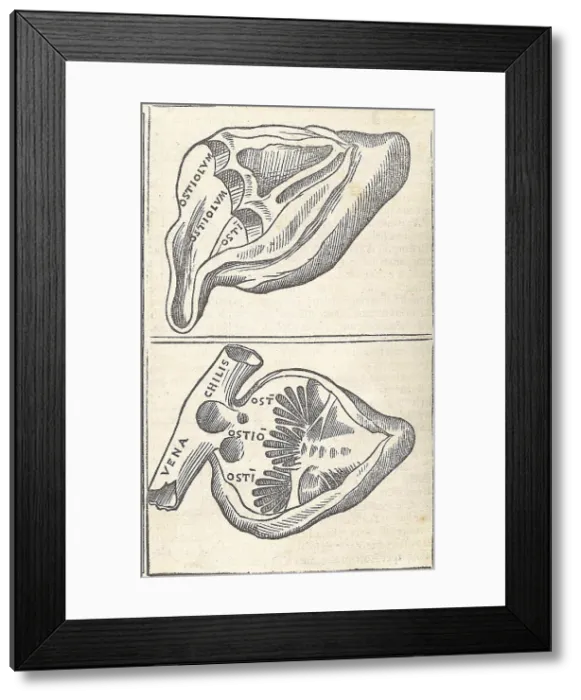 Framed Print : Jacopo Berengario da Carpi, Anatomy Framed Print : Jacopo Berengario da Carpi, Anatomy