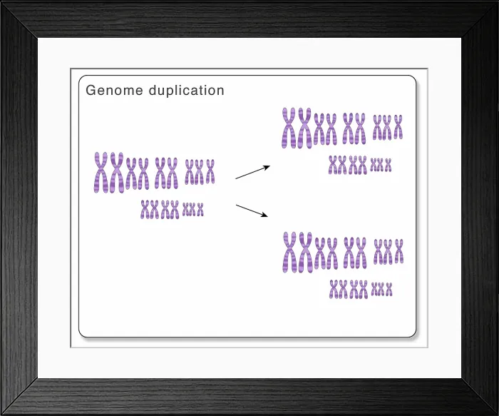 Framed Print : Whole Genome Duplication Framed Print : Whole Genome Duplication