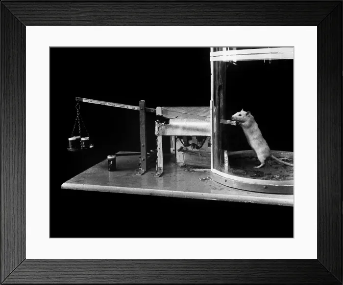 Framed Print : Animal Testing, Lab Rat