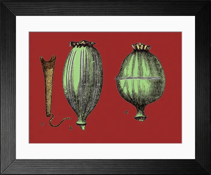 Framed Print : Opium Harvesting Framed Print : Opium Harvesting