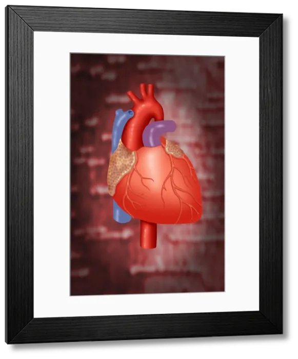 Framed Print : Human Heart Framed Print : Human Heart