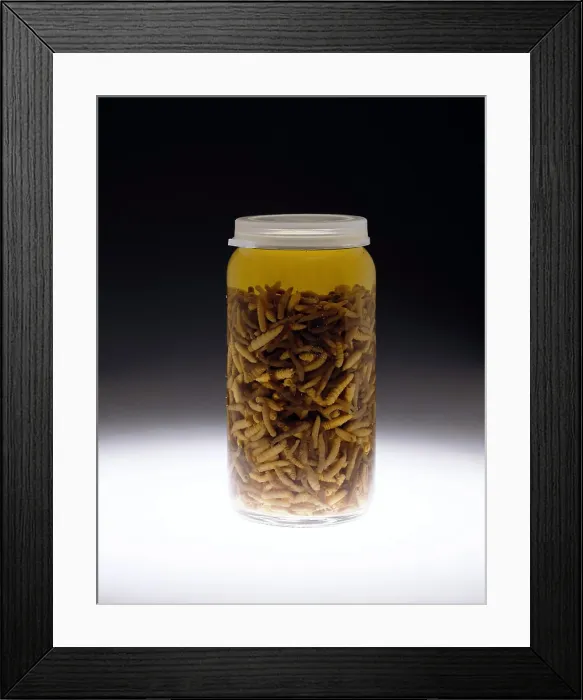 Framed Print : Forensics, Entomological Evidence Framed Print : Forensics, Entomological Evidence