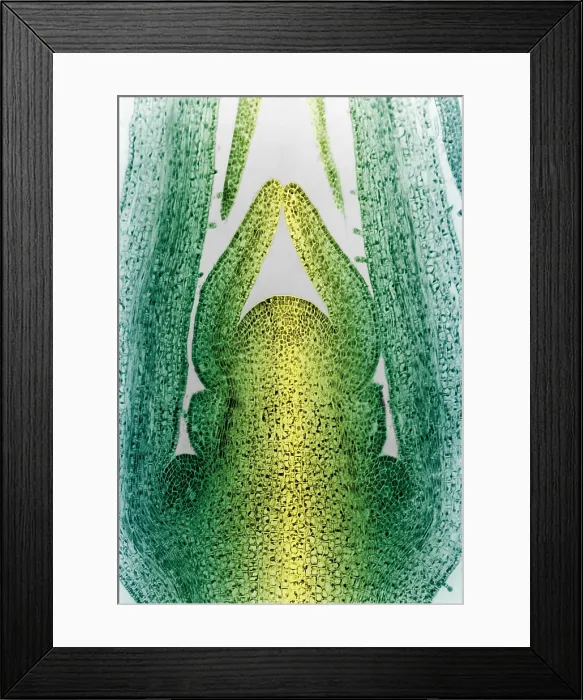 Framed Print : Honeysuckle Stem, light micrograph Framed Print : Honeysuckle Stem, light micrograph