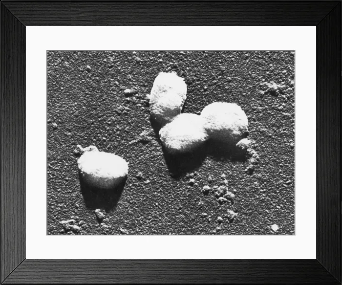 Framed Print : Vaccinia Virus, Eradicated Smallpox, TEM Framed Print : Vaccinia Virus, Eradicated Smallpox, TEM