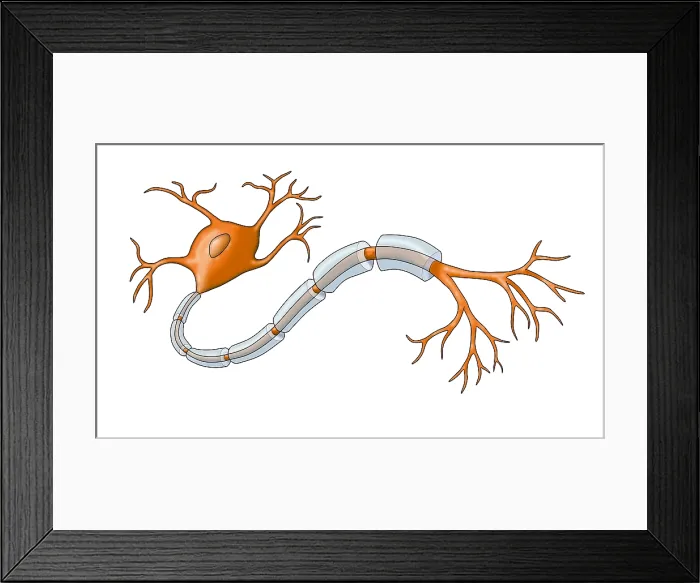 Framed Print : Neuron with Healthy Myelin Sheath Framed Print : Neuron with Healthy Myelin Sheath