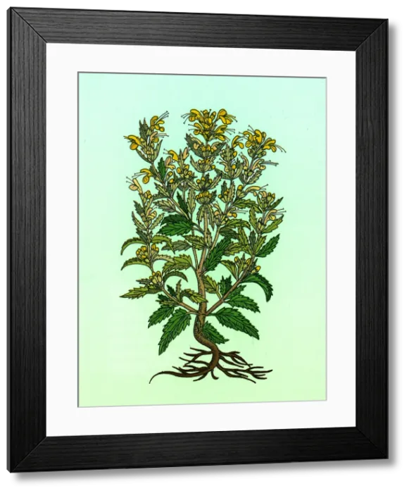 Framed Print : Turkey Balm Framed Print : Turkey Balm