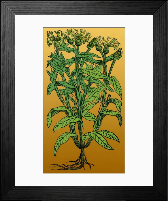 Framed Print : Centaurea Montana, Bachelor's Button Framed Print : Centaurea Montana, Bachelor's Button