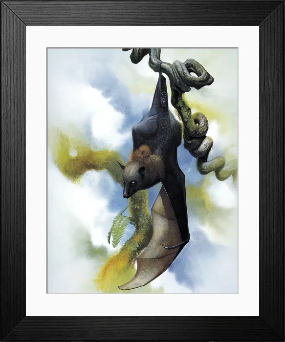 Framed Print : Large Palau Flying-Fox Framed Print : Large Palau Flying-Fox