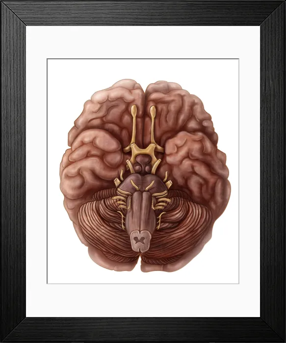 Framed Print : Brain and Cranial Nerves Framed Print : Brain and Cranial Nerves