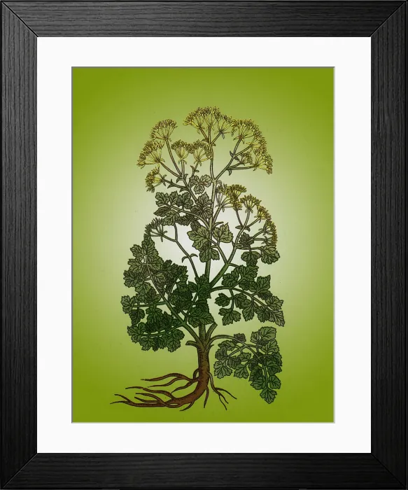 Framed Print : Cymopterus Lemmonii, Mountain Parsley