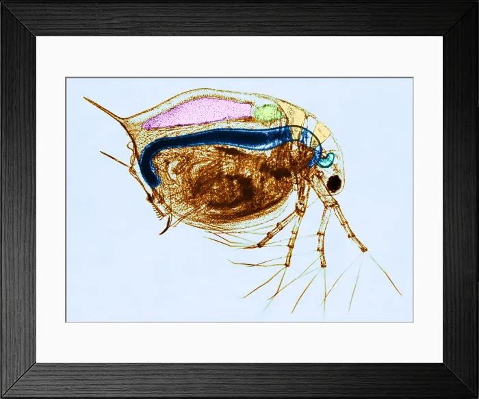 Framed Print : Living Daphnia, light micrograph