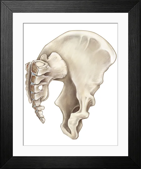 Framed Print : Pelvis (Oblique Cross-Section) Framed Print : Pelvis (Oblique Cross-Section)