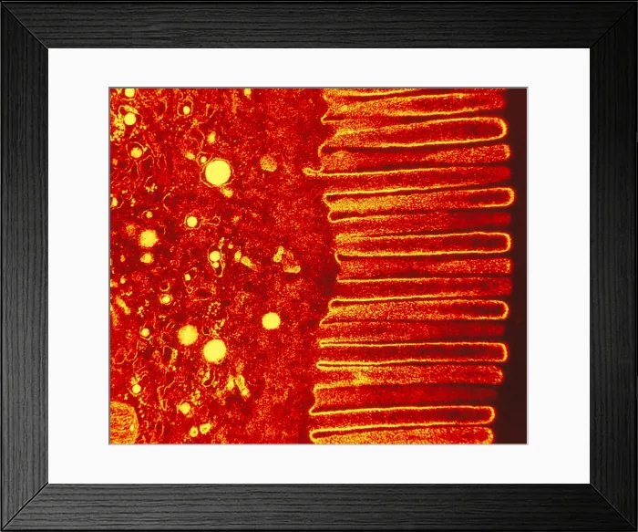 Framed Print : Digestive System, Microvilli, TEM Framed Print : Digestive System, Microvilli, TEM